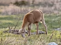 Schaf, Dorper sheep — Foto 5