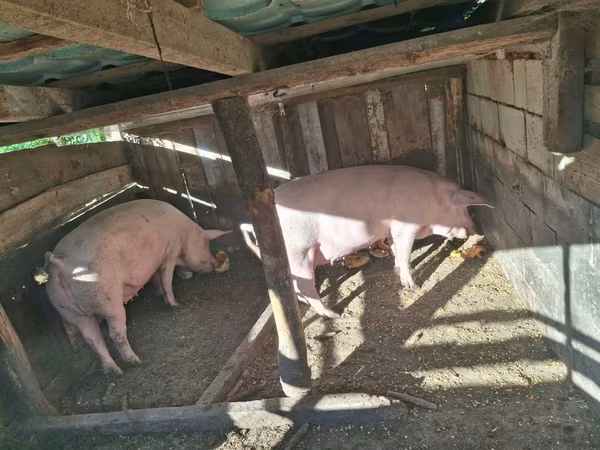 母猪, Pigs