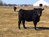 母牛, Aberdeen-Angus — 照片 6