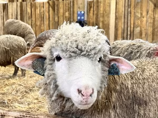 公羊, Sheep