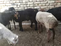 Carnero, Ovejas — foto 6