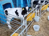 公牛, Cattle — 照片 1