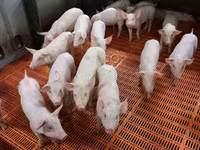 母猪, Pigs — 照片 2
