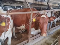 母牛, Holstein breed — 照片 2