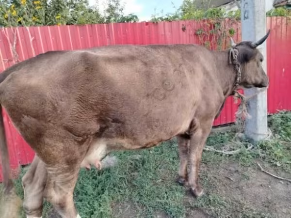 母牛, Cattle