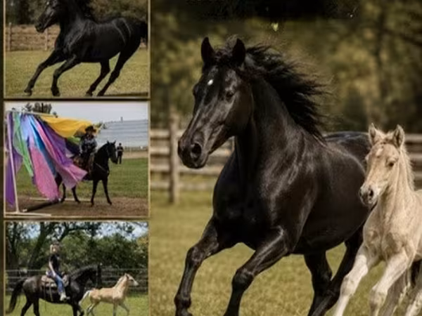 母马, Rocky Mountain Horse