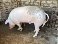 Eber, Schweine — Foto 1