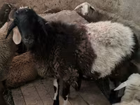 公羊, Hissar sheep — 照片 6
