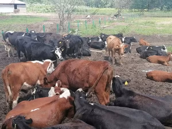 Toro, Aberdeen-Angus