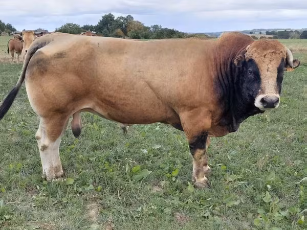 Bull, Partenaise cattle