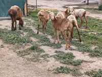 Schaf, Arashan sheep — Foto 4