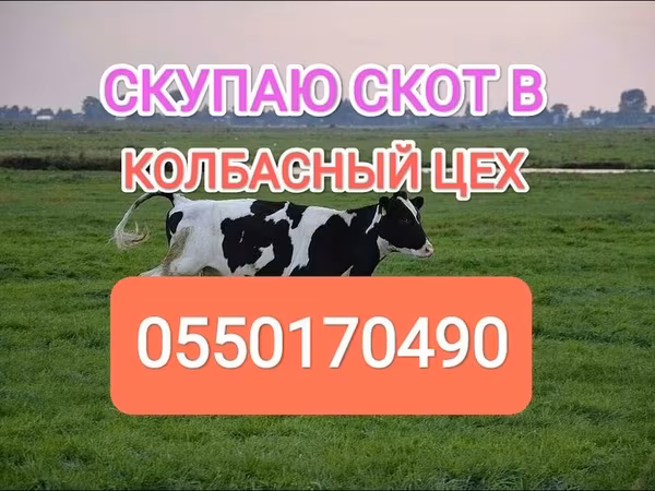 Holstein breed