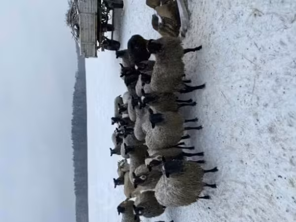 公羊, Sheep — 俄罗斯
