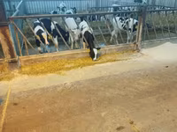 公牛, Holstein breed — 照片 2