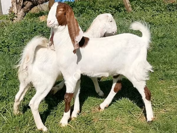 母山羊, Nubian Goat