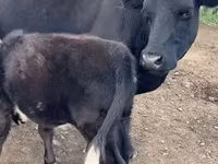 母牛, Simmental cattle — 照片 6