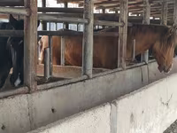 Horse (M), Horse breed — photo 5
