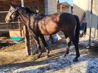 公马, Horses — 照片 7