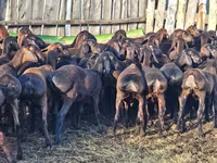公羊, Hissar sheep — 照片 3