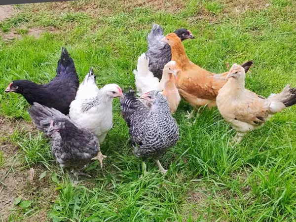 Chickens — Russia
