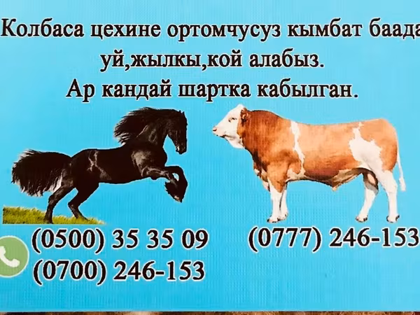 公牛, Cattle — 吉尔吉斯斯坦
