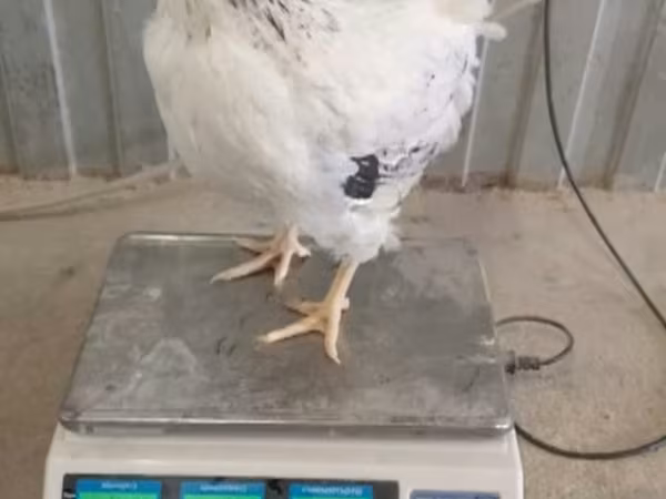 多米南特