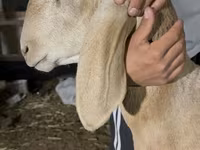كبش, Dorper sheep — الصورة 2