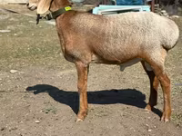 Ram, Arashan sheep — photo 3