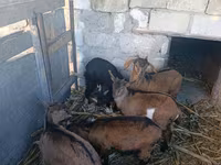 Cabra, Cabras — foto 4