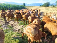 母羊, Sheep — 照片 6