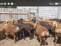 Ram, Kazakh fat-tailed coarsewool sheep — photo 3