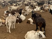 母羊, Sheep — 照片 2