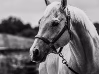 Caballo, Quarter Horse — foto 4