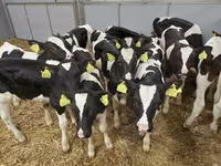 Bull, Cattle — photo 2