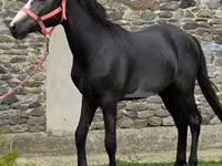 公马, Anglo-Arabian — 照片 2