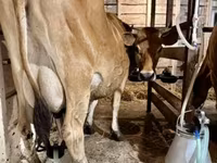 母牛, Jersey breed — 照片 1