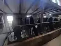 गाय, गोलस्टीन नस्ल — फ़ोटो 2
