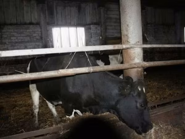 母牛, Russian Black pied cattle — 俄罗斯