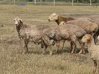 公羊, Hissar sheep — 照片 7