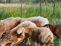 Schaf, Rhon sheep — Foto 1