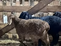 公羊, Baerchuke sheep — 照片 2
