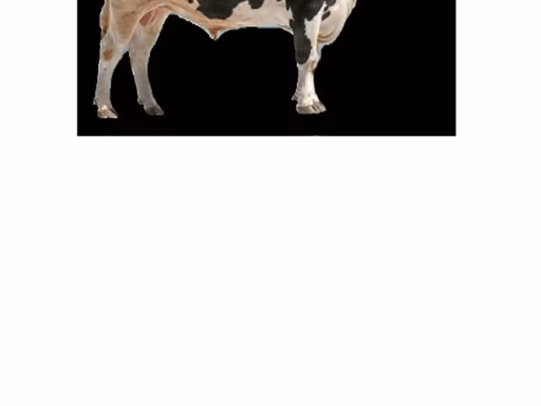 母牛, Holstein breed — 俄罗斯