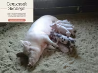 Подстилка несменяемая ферментационная для животных — फ़ोटो 5