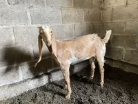 Ziege, Nubian Goat — Foto 2