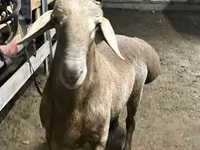 Widder, Arashan sheep — Foto 1