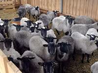 公羊, Romanov sheep — 照片 5