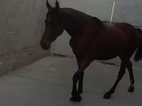 母马, Anglo-Arabian — 照片 5