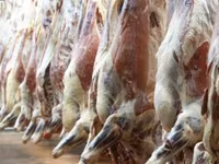 公牛, Cattle — 照片 6