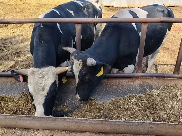 公牛, Holstein breed — 俄罗斯