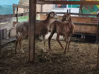 Schaf, Arashan sheep — Foto 6